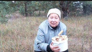 картинка: Відчувається, що наступає гарячий грибний сезон!