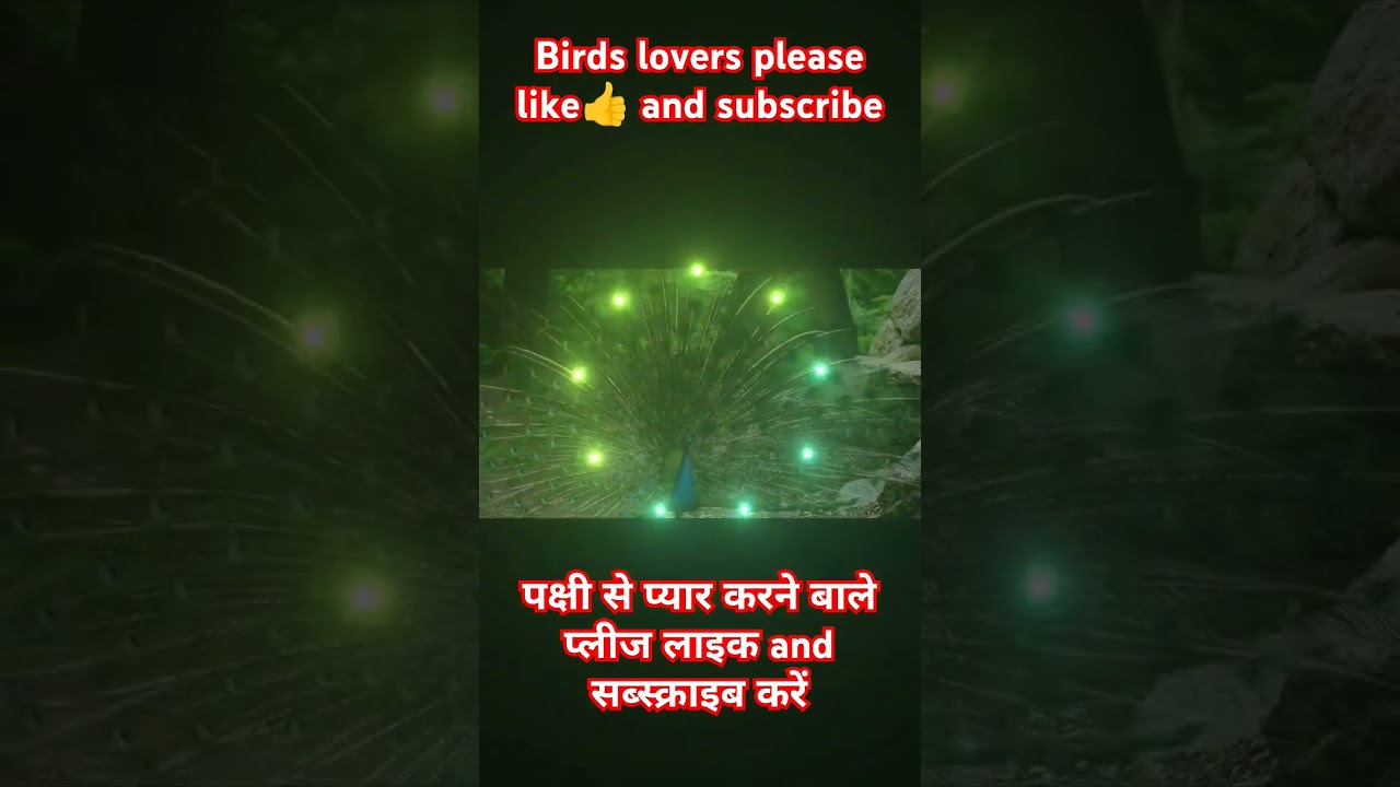 beautiful peacock birds sound/call 