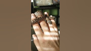 red zebra #animal #pets #reptile #carpetpython #python #babysnakes