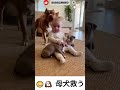 😳🐶 母犬救う | Rescuing the mother dog #youtubeshorts #cute #funny #pets
