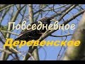 Повседневное деревенское : весна , травма , донаты , Рыжик.