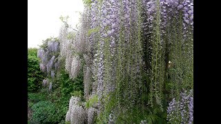 How to winter and summer prune Wisteria to get more flowers