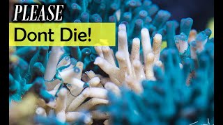 Don't make this rooky coral mistake with hard corals by Fragbox Corals 7,735 views 3 weeks ago 9 minutes, 57 seconds