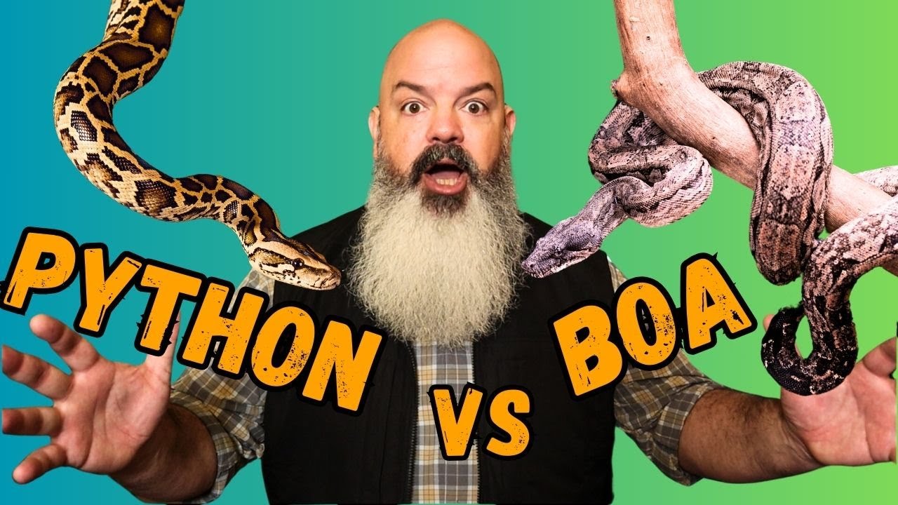 Python vs boa what should you get youtube