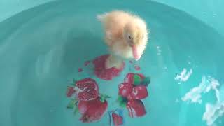 Little Ducky enjoy swimming #duck #video by PETSLIFE CHANNEL 23 views 2 months ago 2 minutes, 32 seconds