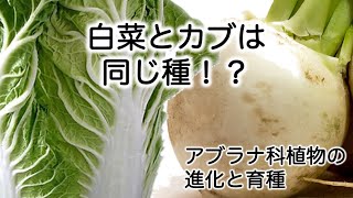 アブラナ科植物の進化と育種 (前編・植物育種学)