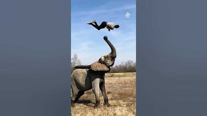 Elephant Launches Man Into Backflip | People Are Awesome #shorts