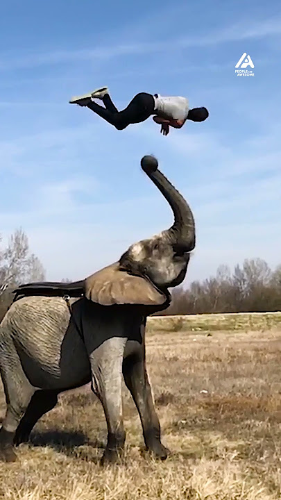 Elephant Launches Man Into Backflip | People Are Awesome #shorts