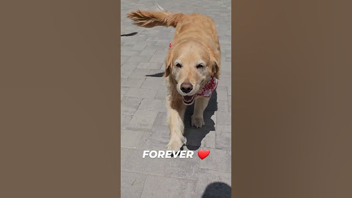 Forever Pawsome: Celebrating the Unconditional Love of Dogs! 💙🐾
