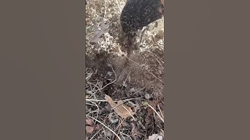 Setting off a trap in slow motion! #predators #trapping