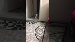 Yeni Gelen Kediyi Kıskanan Maya Kedi Videoları