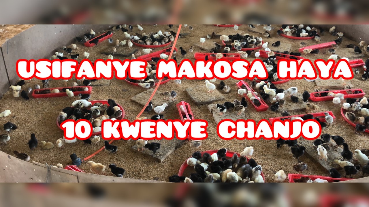 MAKOSA 10 KWENYE CHANJO #farmlife #farming #chicken #farm #poultryfarming #motivation