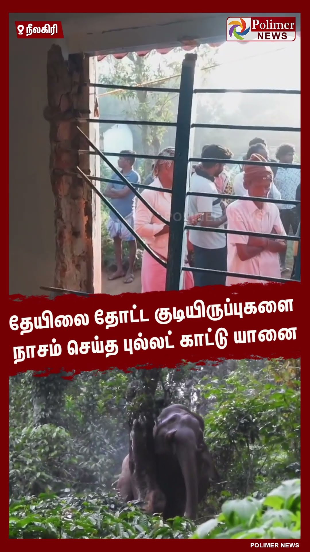 தேயிலை தோட்ட குடியிருப்புகளை நாசம் செய்த புல்லட் காட்டு யானை.. #shorts | #elephant