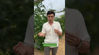 Теплица Это Дорого