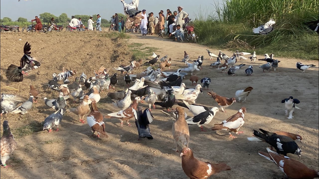 Abaran Kamu Kala Zila Mia Wali Zila Multan Derecha Shikha Zila Laya Bava Chala900