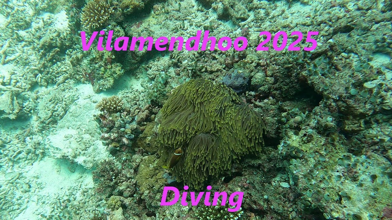 Vilamendhoo Maldives 2025 Diving Part 1 - Housereef and Noo Giri