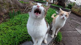 She SCREAMS If I Pet Another Cat