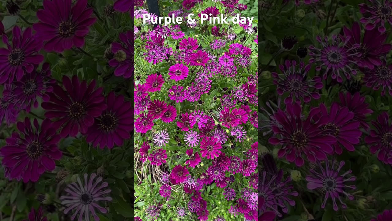 Beautiful flowers “Daisybush”