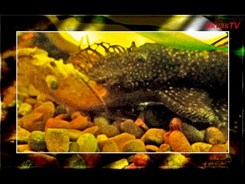 АНЦИСТРУСЫ СОЖРАЛИ СОРОДИЧА!