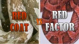 REDCOAT vs RED FACTOR in Corn Snakes! 2022 update
