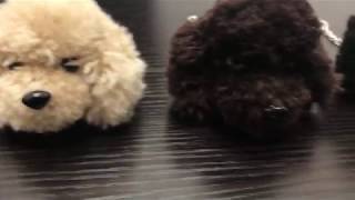 プードル ポンポンビッグチャーム　 バッグチャーム キーホルダー 犬 動画