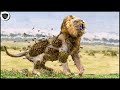 14 Animals That Live In Herd Destroy Lion Too Brutally