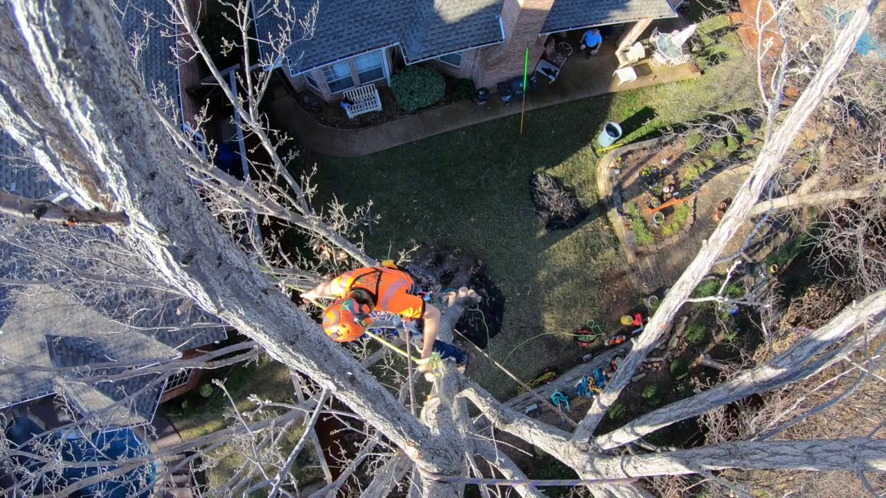Denton, TX - Tree Removal - Safety and Security - Clean Edge Tree ...