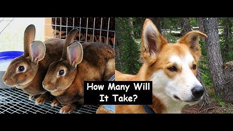 How Many Meat Rabbits Would Feed Your Dog For 1 Year?