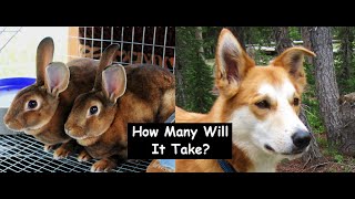 How Many Meat Rabbits Would Feed Your Dog For 1 Year?