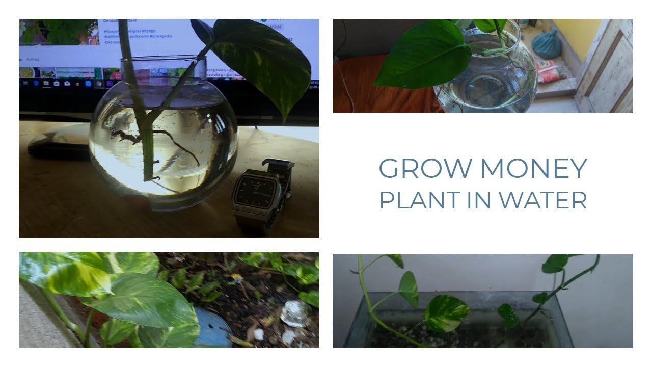 How to Grow Money plant in Water தண்ணீரில் money plant வளர்ப்பது