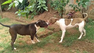 Minha Pitmonster Após O Cio Com O Meu Apbt Macho