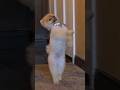Jiff the Pomeranian does fastest 10 metres on hind legs 🥰