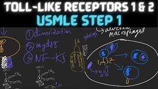 TLR1 & TLR2 | Immunology | USMLE Step 1