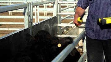 Introducing the new Weigh Scales range ǀ Tru-Test