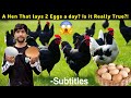 Village Life Secrets – Hens Laying 2 Eggs a Day? Shocking Feeding & Cleaning Routine!