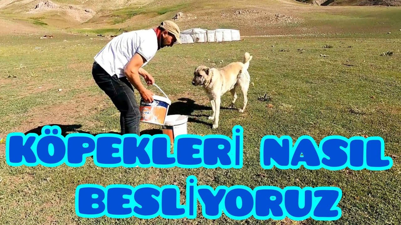 ÇOBANIN CANI OLAN YOLDAŞLARINA NASIL BAKIYORUZ ( 23 )