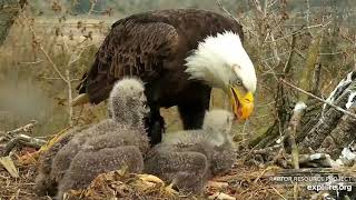 Decorah Eagles 42620, 4:30 pm Mom brings another whopper