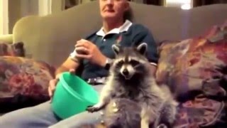 Енот моет окно ! Raccoon washes a window !   Funny raccoon ! A cool videos about raccoons #1