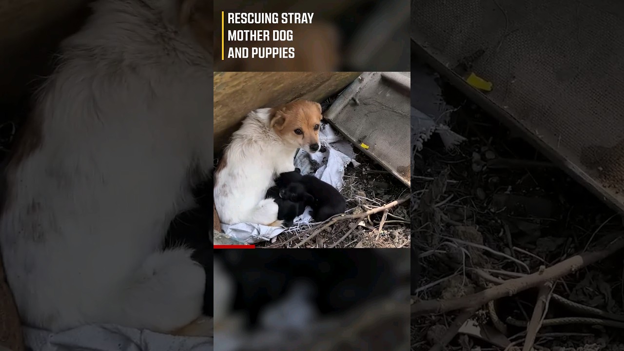 Rescuing Stray Mother Dog and Puppies🥺💔 #shorts