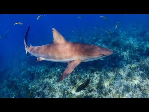 Fisherman performs C-section on dead shark and releases 98 pups into wild