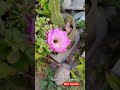#5279 #flowers #nature #live #video #tijuana #flowers #plants #life #green #reels #shorts #love #god