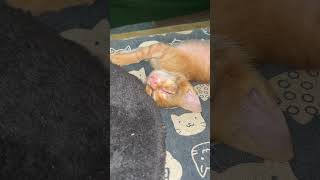 Day 5: Tumaba Taba na Ren Ren Ah #cats #kitten #cutecat #rescuecat #adoptedcats #catvideos