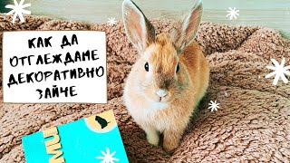 🐰 КАК ДА ОТГЛЕЖДАМЕ ДЕКОРАТИВНО ЗАЙЧЕ? НАШИЯТ ОПИТ С ЛОВИ 🐰