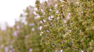 Terroir Le Thym, Fierté Provençale