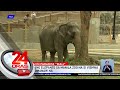 Kaisa-isang elepante sa Manila Zoo na si Vishwa Ma&#39;ali, pumanaw na | 24 Oras