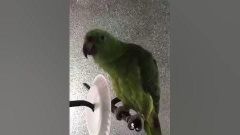 Thumbnail of LORO CANTA QUE PERRA MI AMIGA