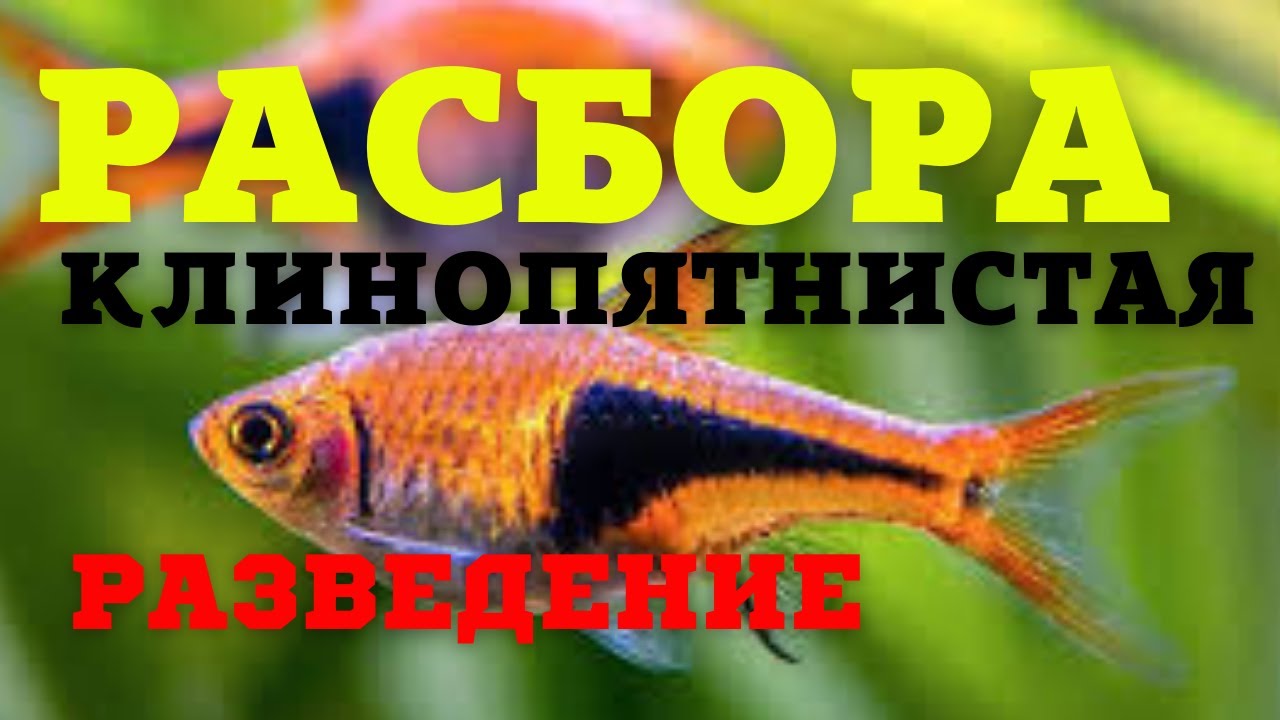 РАСБОРА КЛИНОПЯТНИСТАЯ. РАЗВЕДЕНИЕ.(English subtitles)