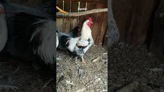 Meus Galos E Alguns Frangos Que Vão Ser Os Principais Reprodutores.