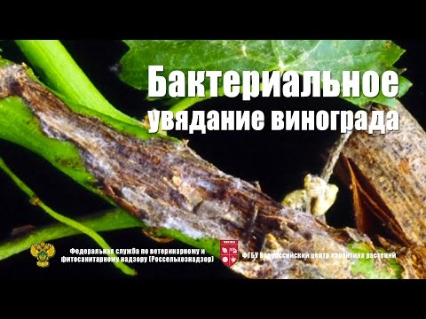 Видео: Почему диагностика фузариоза затруднена?