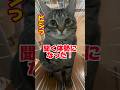 【保護猫ピノ】大事な話の時は、若干座り直ししっかり聞く姿勢！ #猫 #保護猫